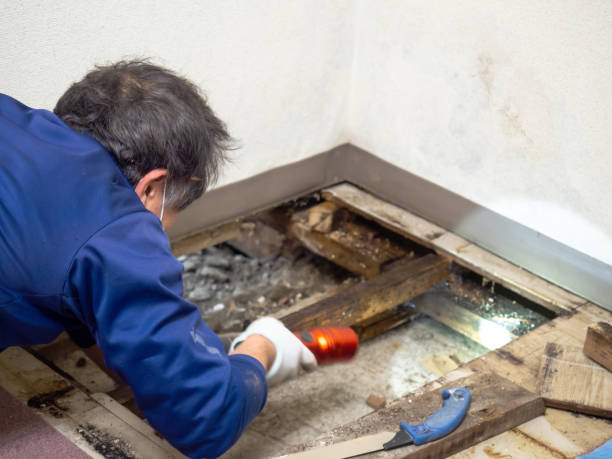 Best Best Mold Removal Companies  in Comstock Northwest, MI