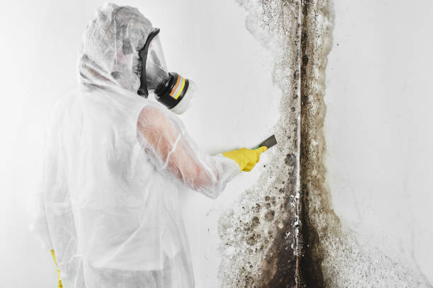 Best Toxic Mold Removal  in Comstock Northwest, MI