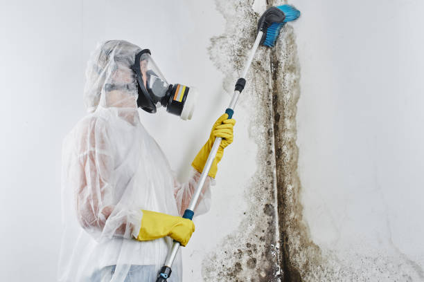 Best Mold Damage Repair  in Comstock Northwest, MI