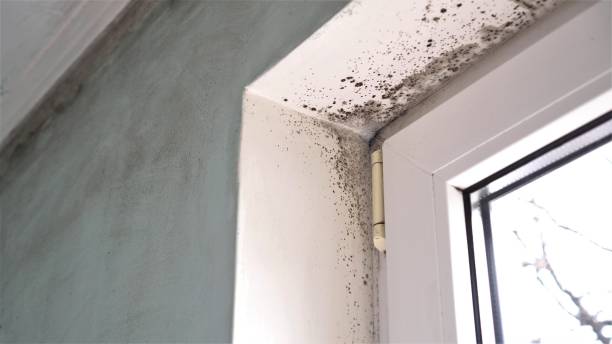 Best Mold Cleaning Services  in Comstock Northwest, MI