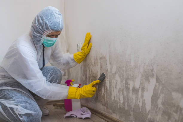 Best Mold Testing  in Comstock Northwest, MI