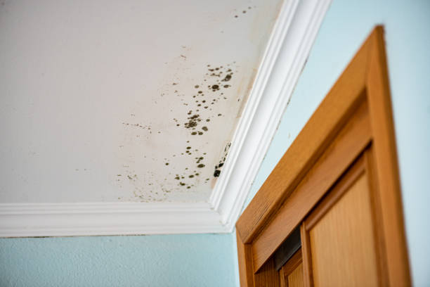 Best Mold Remediation  in Comstock Northwest, MI