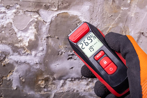 Best Black Mold Removal  in Comstock Northwest, MI