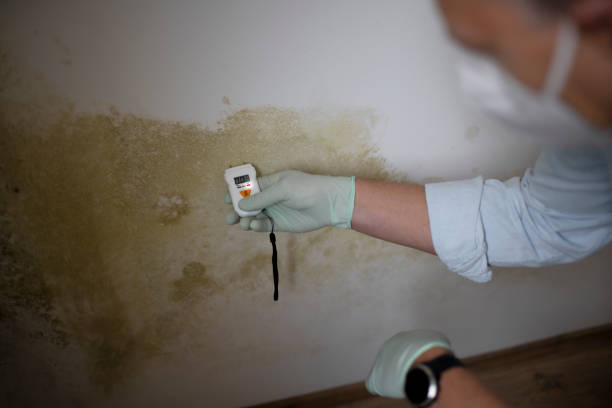 Best Attic Mold Removal  in Comstock Northwest, MI