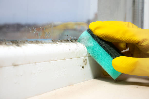 Best Affordable Mold Removal  in Comstock Northwest, MI