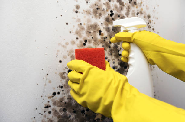 Best Mold Remediation  in Comstock Northwest, MI