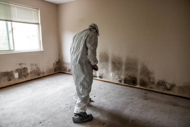 Best Local Mold Removal Service  in Comstock Northwest, MI