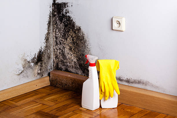Best Professional Mold Removal  in Comstock Northwest, MI
