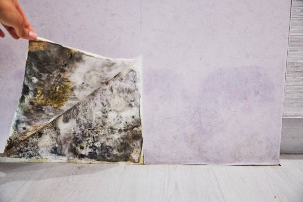 Reliable Comstock Northwest, MI Mold Removal Solutions